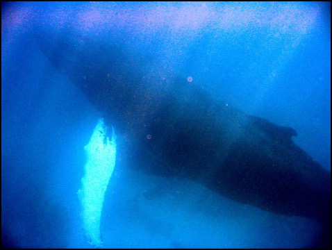 Humpback whale in streams of light